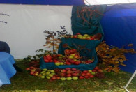 Zdjęcie przedstawia jabłka pod namiotem ŁODR 