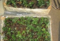 Zdjęcie przedstawia dwie skrzynie z sadzonkami roślin