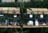 w większości białe króliki siedzące w klatkach