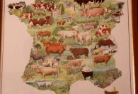 Zdjęcie przZdjęcie przedstawia mapę Francji z rozmieszczeniem występowania ras bydłaedstawia mapę Francji z rozmieszczeniem występowania rodzajów bydła